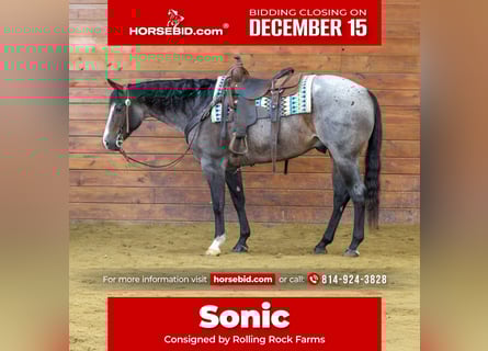 American Quarter Horse, Wałach, 7 lat, 155 cm, Gniadodereszowata