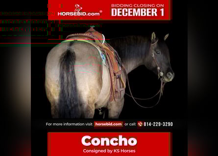 American Quarter Horse, Wałach, 7 lat, 155 cm, Grullo