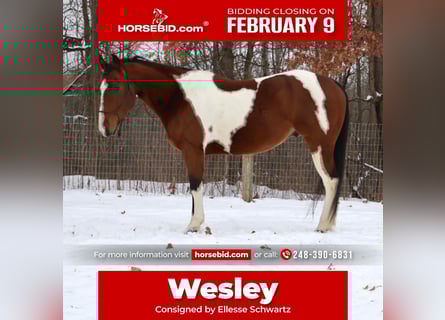 American Quarter Horse, Wałach, 7 lat, 155 cm, Srokata