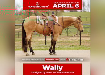 American Quarter Horse, Wałach, 7 lat, 160 cm, Jelenia