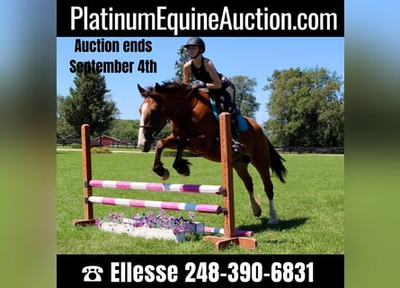 American Quarter Horse, Wałach, 7 lat, 163 cm, Gniada