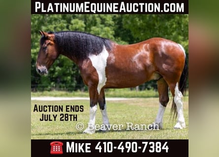 American Quarter Horse, Wałach, 7 lat, 168 cm, Tobiano wszelkich maści