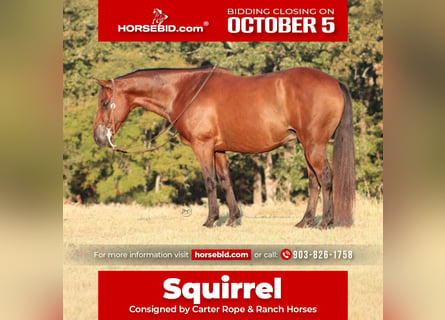 American Quarter Horse Mix, Wałach, 7 lat, Gniada