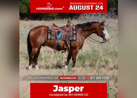 American Quarter Horse, Wałach, 7 lat, Gniada