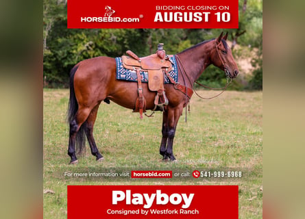 American Quarter Horse, Wałach, 7 lat, Gniada