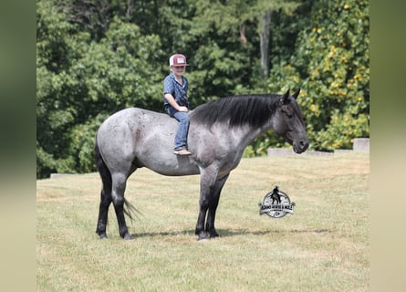 American Quarter Horse, Wałach, 7 lat, Karodereszowata