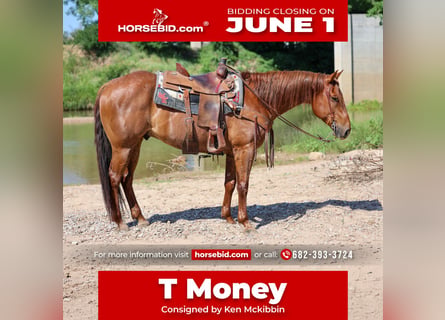 American Quarter Horse, Wałach, 7 lat, Kasztanowatodereszowata