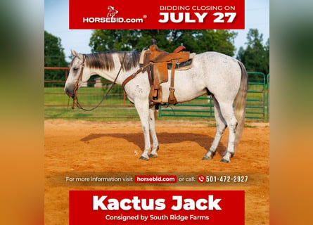 American Quarter Horse, Wałach, 7 lat, Siwa