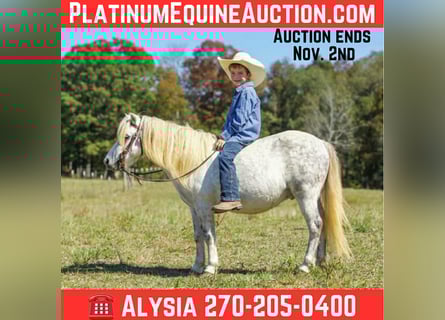 American Quarter Horse, Wałach, 8 lat, 107 cm, Siwa
