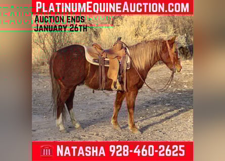 American Quarter Horse, Wałach, 8 lat, 142 cm, Ciemnokasztanowata