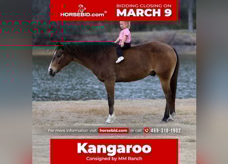 American Quarter Horse, Wałach, 8 lat, 142 cm, Gniada