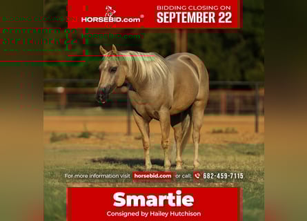 American Quarter Horse, Wałach, 8 lat, 142 cm, Izabelowata