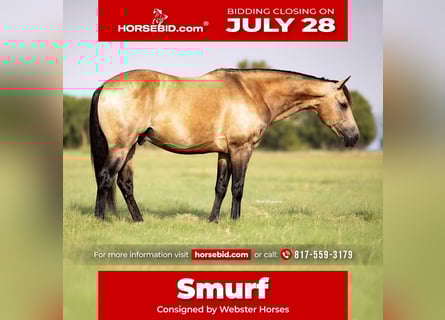 American Quarter Horse, Wałach, 8 lat, 142 cm, Jelenia