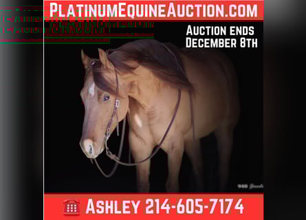 American Quarter Horse, Wałach, 8 lat, 147 cm, Bułana