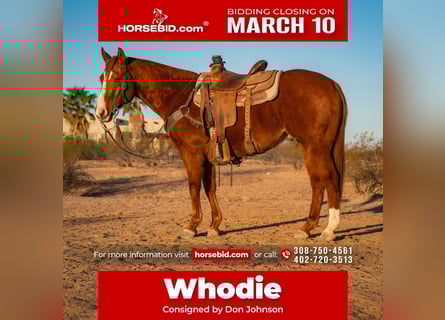 American Quarter Horse, Wałach, 8 lat, 147 cm, Cisawa