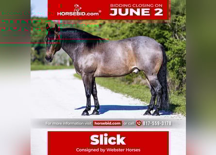 American Quarter Horse, Wałach, 8 lat, 147 cm, Gniadodereszowata
