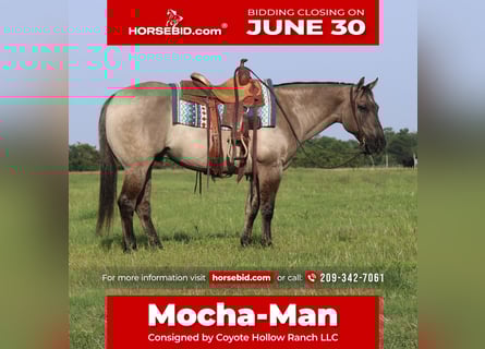 American Quarter Horse, Wałach, 8 lat, 147 cm, Grullo