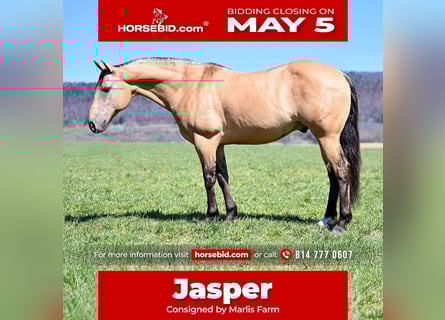American Quarter Horse, Wałach, 8 lat, 147 cm, Jelenia