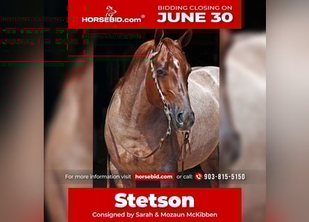 American Quarter Horse, Wałach, 8 lat, 147 cm, Kasztanowatodereszowata