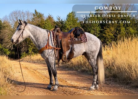 American Quarter Horse Mix, Wałach, 8 lat, 147 cm, Siwa jabłkowita