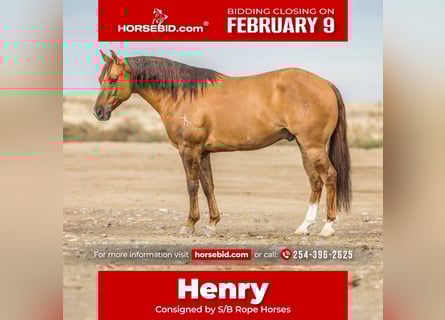 American Quarter Horse, Wałach, 8 lat, 150 cm, Bułana