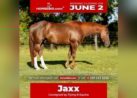 American Quarter Horse, Wałach, 8 lat, 150 cm, Cisawa