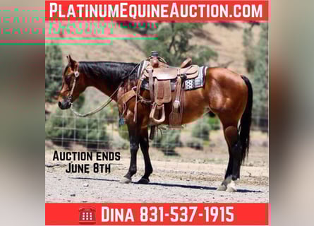 American Quarter Horse, Wałach, 8 lat, 150 cm, Gniada