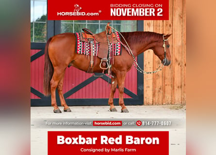 American Quarter Horse, Wałach, 8 lat, 152 cm, Cisawa