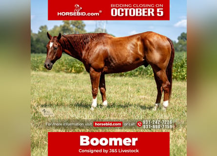 American Quarter Horse, Wałach, 8 lat, 152 cm, Cisawa