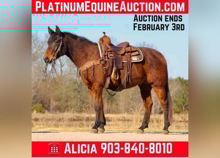 American Quarter Horse, Wałach, 8 lat, 152 cm, Gniada