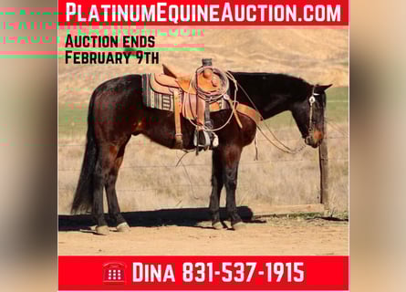 American Quarter Horse, Wałach, 8 lat, 152 cm, Gniada