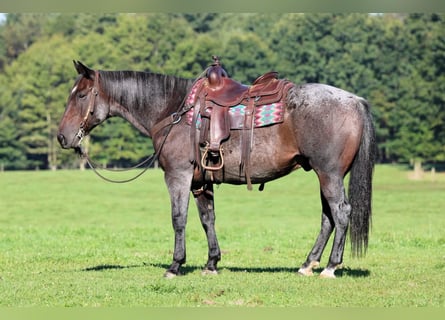 American Quarter Horse, Wałach, 8 lat, 152 cm, Gniadodereszowata