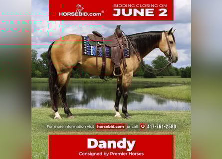 American Quarter Horse, Wałach, 8 lat, 152 cm, Jelenia