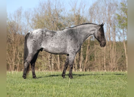 American Quarter Horse, Wałach, 8 lat, 152 cm, Karodereszowata