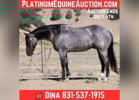 American Quarter Horse, Wałach, 8 lat, 152 cm, Karodereszowata