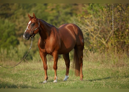 American Quarter Horse, Wałach, 8 lat, 152 cm, Kasztanowata