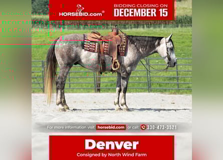 American Quarter Horse, Wałach, 8 lat, 152 cm, Siwa