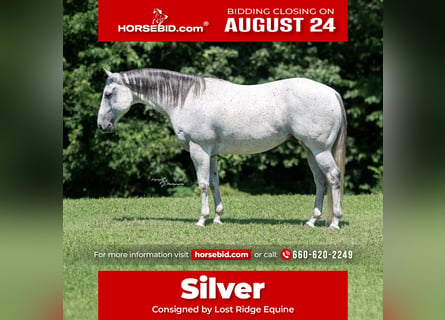 American Quarter Horse, Wałach, 8 lat, 152 cm, Siwa