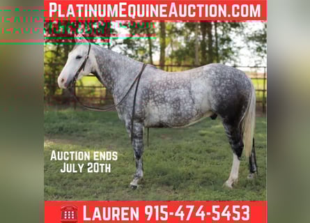 American Quarter Horse, Wałach, 8 lat, 152 cm, Siwa