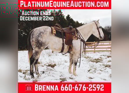 American Quarter Horse, Wałach, 8 lat, 152 cm, Siwa