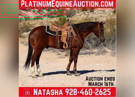 American Quarter Horse, Wałach, 8 lat, 155 cm, Ciemnokasztanowata