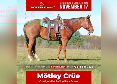 American Quarter Horse, Wałach, 8 lat, 155 cm, Kasztanowatodereszowata