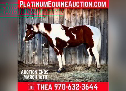 American Quarter Horse, Wałach, 8 lat, 155 cm, Tobiano wszelkich maści