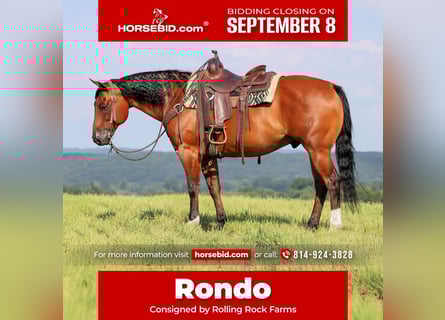 American Quarter Horse, Wałach, 8 lat, 157 cm, Gniada