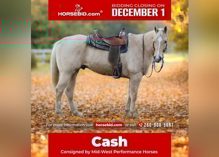 American Quarter Horse, Wałach, 8 lat, 157 cm, Izabelowata