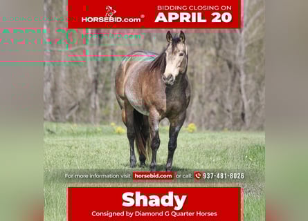 American Quarter Horse, Wałach, 8 lat, 157 cm, Jelenia