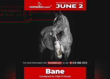 American Quarter Horse, Wałach, 8 lat, 157 cm, Karodereszowata