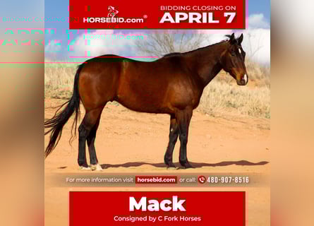 American Quarter Horse, Wałach, 8 lat, 160 cm, Gniada