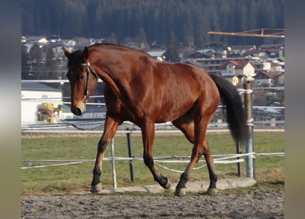 American Quarter Horse, Wałach, 8 lat, 162 cm, Gniada