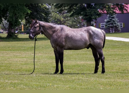 American Quarter Horse, Wałach, 8 lat, 163 cm, Karodereszowata